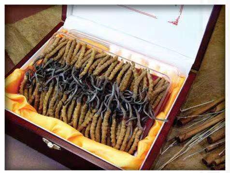 爱民冬虫夏草回收